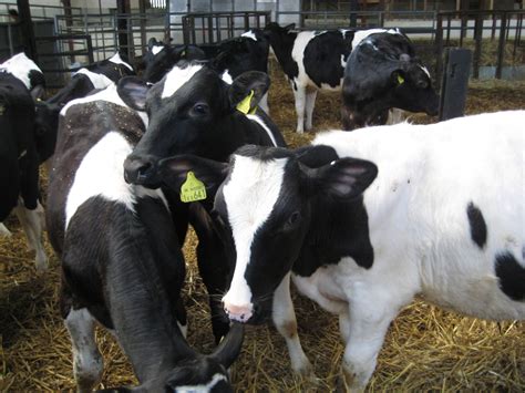 Whenever a line is not horizontal, it has a slope. What does oestrus detection have to do with economics and ...