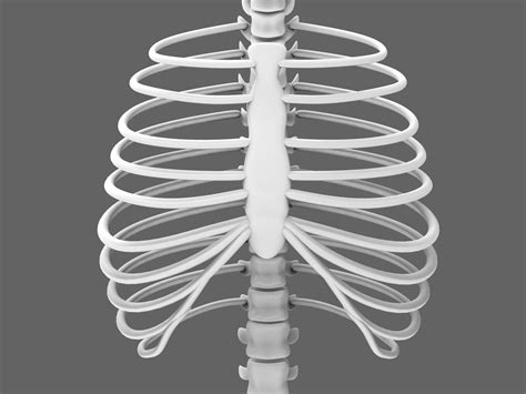 Human Spine Torso And Rib Cage 3d Model Cgtrader