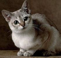 Kucinta (kuchinta) is regarded as singapore's tourism board's mascot, although claims of it having originated from singapore remain questionable. Singapura Cat | Cat Breeds | Petfinder