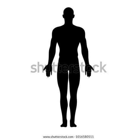 Anatomical Position Anterior View Male Body Stock Vector Royalty Free