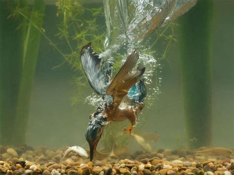 Pictures Capture The Moment A Kingfisher Catches A Fish At Bottom Of