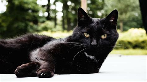 Bombay Cat Breed Information And Pictures Cyberpet
