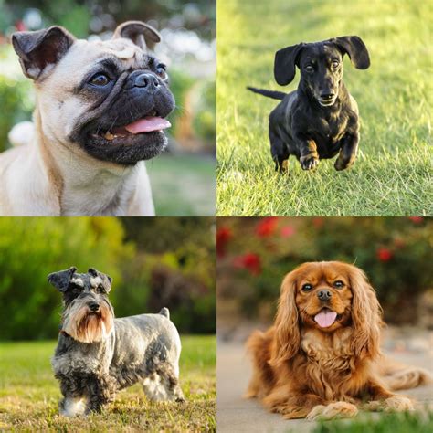 Top 160 Small Animal Breeds