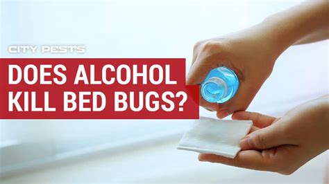 Can Alcohol Really Kill Bed Bugs Bedbugs