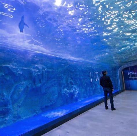 Aquarium In Jeju Korea Must Go One Day South Korea Jeju Aquarium