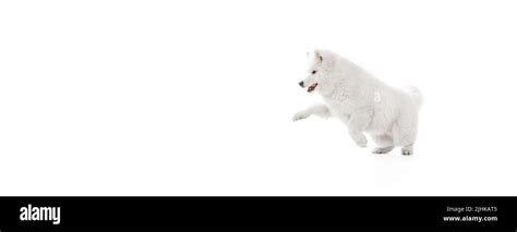 Flyer With Portrait Of Breed Dog Fluffy Snow White Samoyed Husky