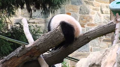 Giant Panda Cub Bao Bao On Logs Youtube