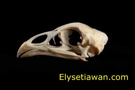 We did not find results for: KENAPA MATA AYAM BENGKAK ? - elinotes