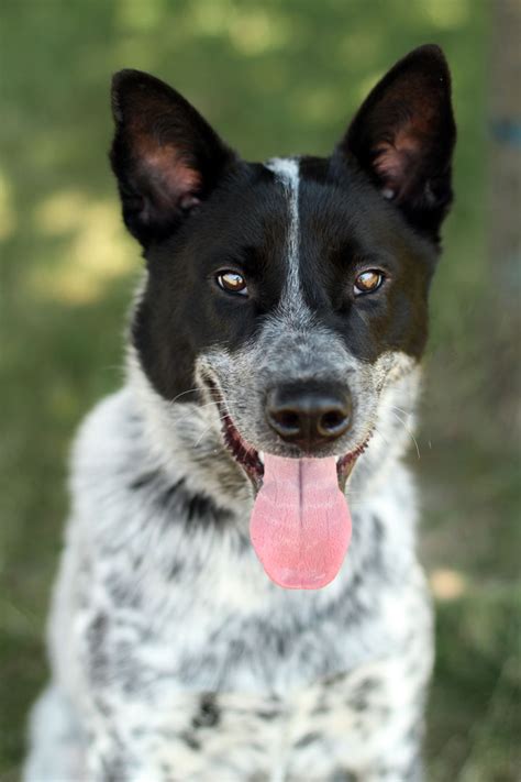 Unnamed Australian Cattle Dog