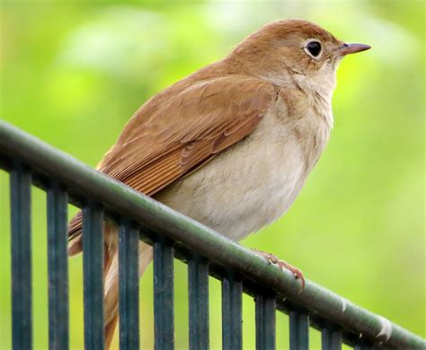 The Meaning And Symbolism Of The Word Nightingale