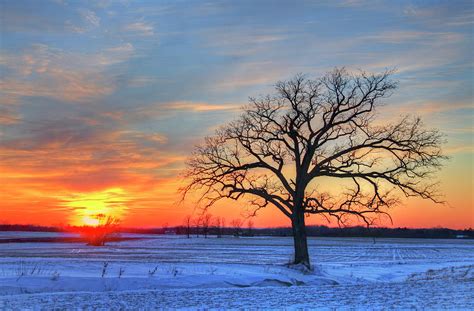 Lone Oak Tree In Winter Field During By Matt Champlin