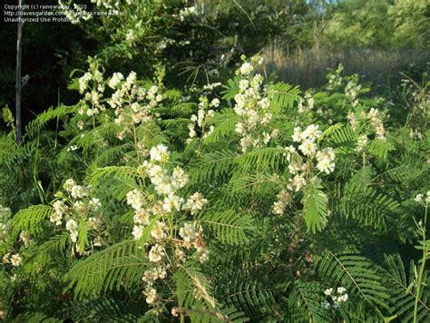 Plantfiles Pictures Senegalia Species Berlandier Acacia Guajillo