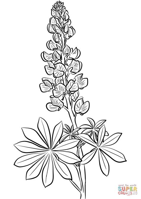 Description bluebonnet is an 8 1/2 x 11 printable, instant download coloring page from my coloring book joyful blossoms. Lupine coloring page | Free Printable Coloring Pages