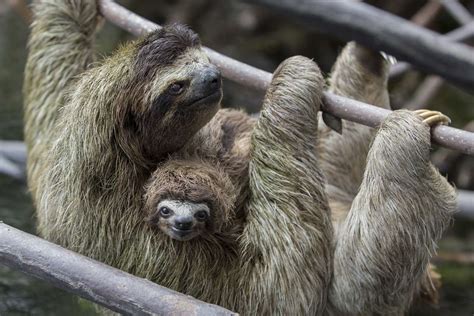 Panamas Swimming Pygmy Sloths Take To The Sea