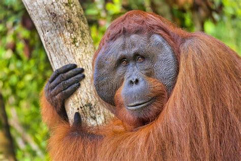 Orangutan Pongo Pygmaeus Stock Photo Image Of Ecosystem 184090944