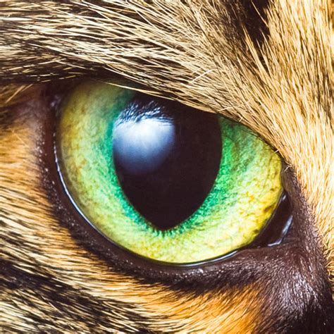 You may browse the list of scheduled mobile referral clinics or get a. cat-small