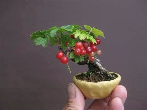Flowering & fruiting bonsai trees. Bonsai fruit trees are especially difficult - YouTube