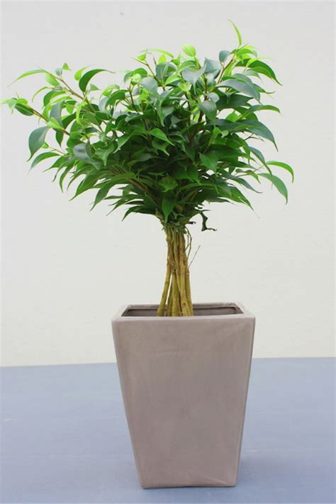 Genere perenne di felci comprendente numerose specie spontanee e coltivate originaria dell'asia e la pianta dracena, una delle piante da appartamento più apprezzate, ben si adatta ad essere coltivata in ambienti domestici, in vaso, lontana dalle correnti d'aria. Piante Da Appartamento Giapponesi