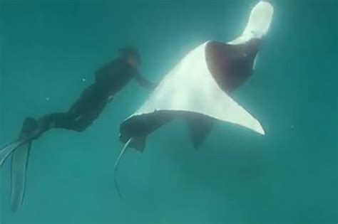 Stunning Footage Shows Giant Manta Ray Ask Snorkeler For Help