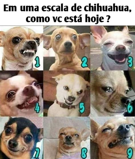 Memes Legais Para Alegrar O Seu Dia Memes De Perros Chihuahua Cachorros Adorables Meme Gato