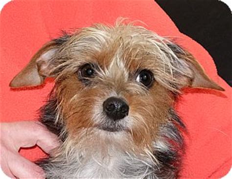 Looking to adopt, or report a lost pet in spokane, wa? Spokane, WA - Yorkie, Yorkshire Terrier Mix. Meet ...