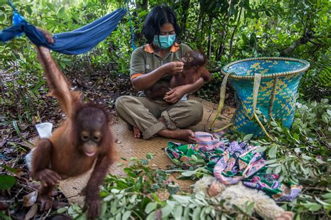 Nurturing Orangutans Left Orphaned And Homeless By Blazes The New