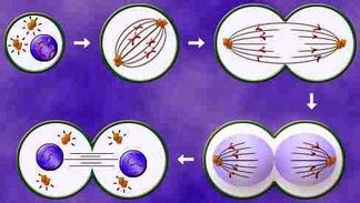 Mitosis and Meiosis - Biology Notes for IGCSE 2014