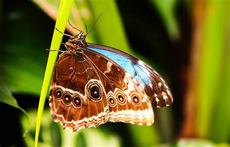 Invertebrates Examples