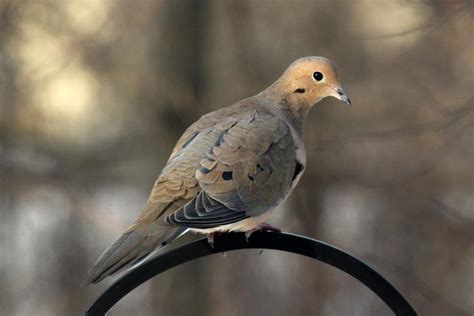 Mourning Dove Lifespan How Long Do Doves Live