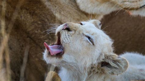 See The Rare White Lions Of Andbeyond Ngala A Conservation Victory In