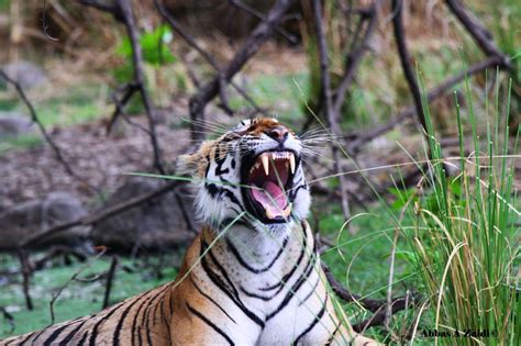 Tiger Photography Sighting Updates From Ranthambore National Park
