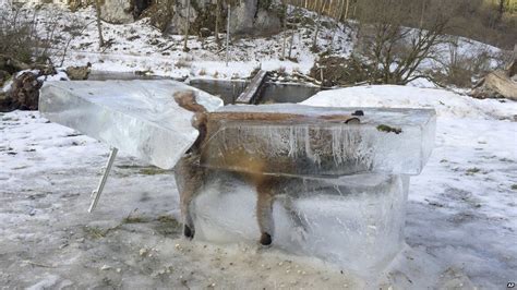 A Fox Found Frozen In Ice In Germany Is Put On Display Outside A Hotel