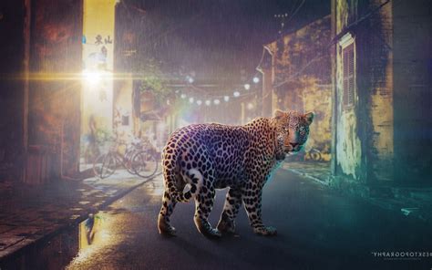Night Leopard Hd Creative 4k Wallpapers Images Backgrounds Photos