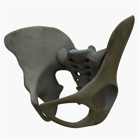 Pelvis Bone Anatomy 3d Model Cgtrader