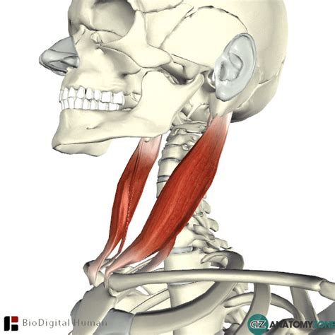 Sternocleidomastoid Muscle • Muscular Musculoskeletal • Anatomyzone