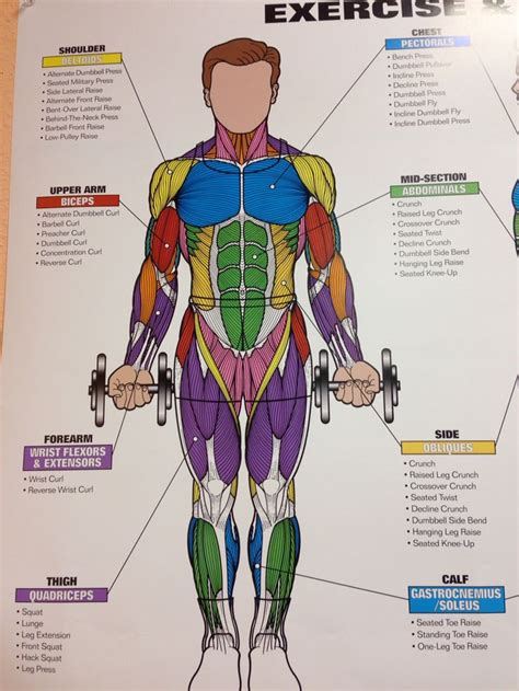 Human Anatomy Muscle Chart Free Printable Worksheet