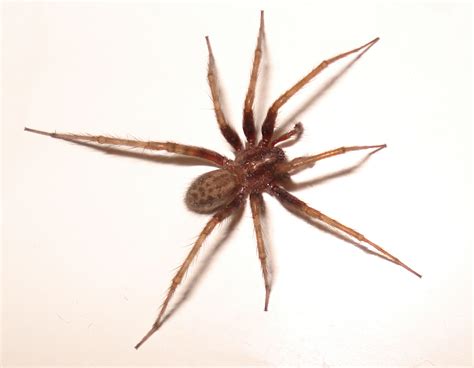 Common House Spiders Images And Pictures Becuo