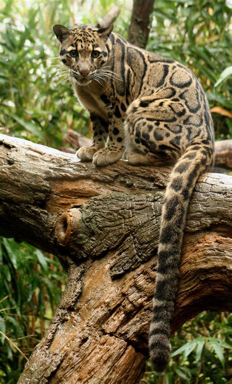 Clouded Leopard Absolutely Beautiful Animals Animals Beautiful