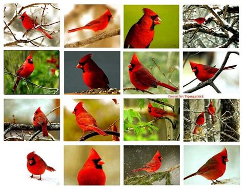 Cardinalsalways Remind Me Of My Dad ♥ Birds Red