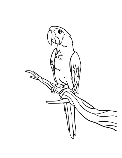 Discover 126 Parrot Images Sketch Best Ineteachers