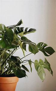 Indoor, Plants, Wallpapers