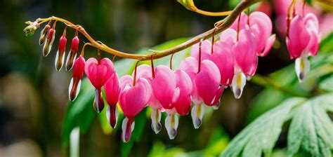 Top 10 Most Beautiful Flowers In The World 2019 Web Visible