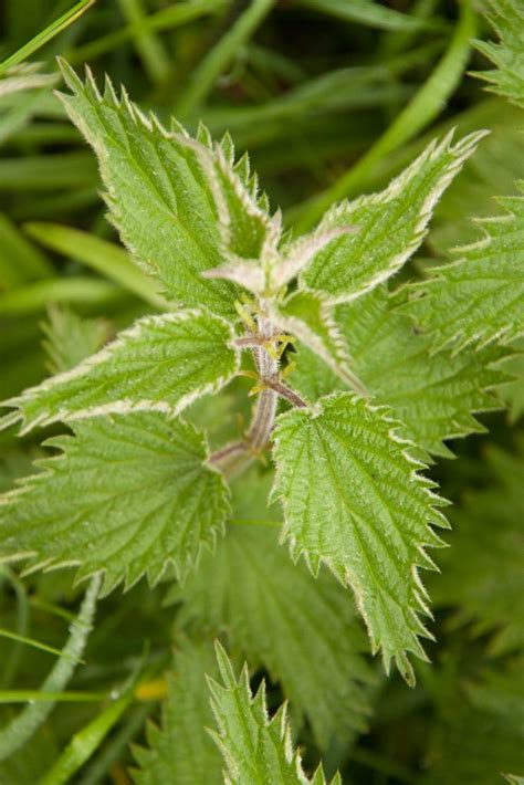 All About Stinging Nettles Backyard Forager