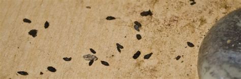 How To Identify Pest By Droppings Garden