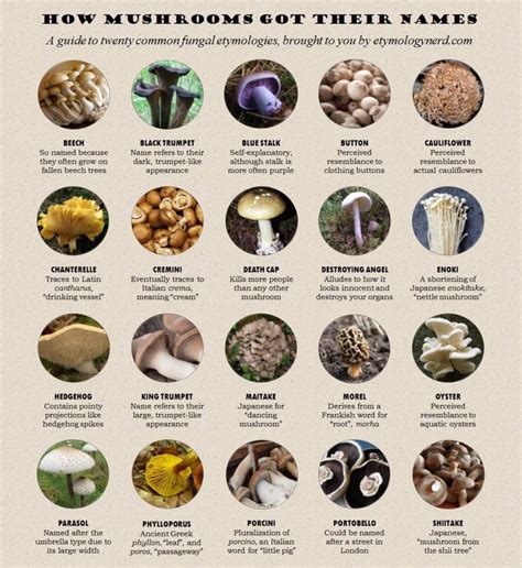 Visual Mushroom Names Infographictv Number One Infographics