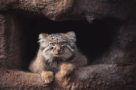 El Gato De Pallas Un Solitario Del Himalaya Mis Animales