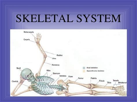 Skeletal System Presentation
