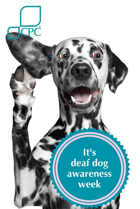 Please Dont Overlook Deaf Dogs This Deaf Dog Awareness Week Deaf Dog