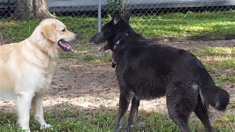Wolf Dog And Golden Retriever Playing Together Youtube