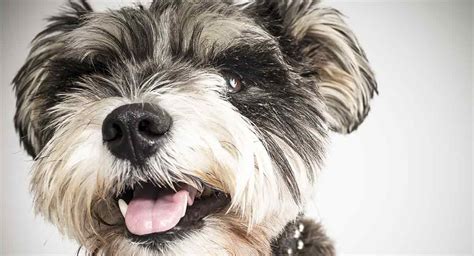 Find your miniature schnauzer for sale here and fall in love today. Snorkie - Is the Miniature Schnauzer Yorkie Mix Right For You?